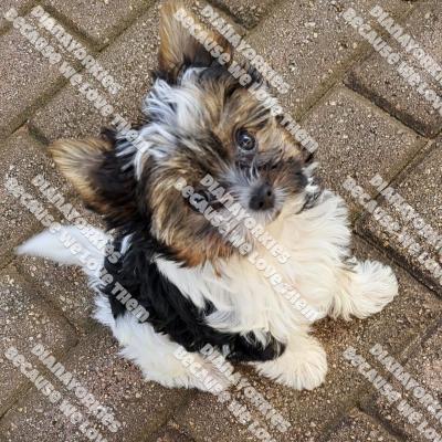 Dianayorkiespuppy196