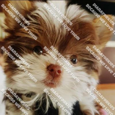 Dianayorkiespuppy197