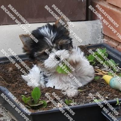 Dianayorkiespuppy198