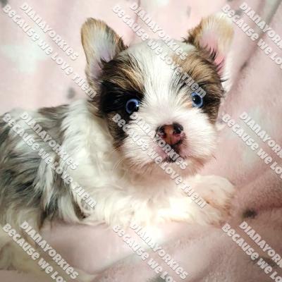 Dianayorkiespuppy199