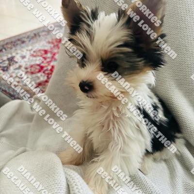 Dianayorkiespuppy200