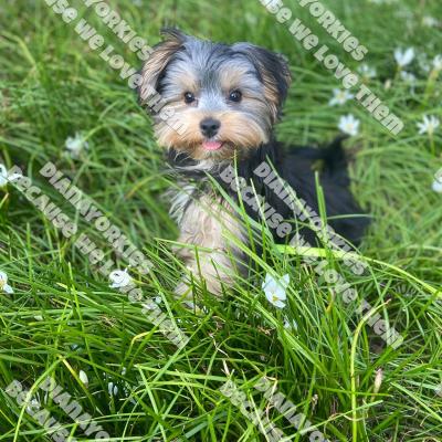 Dianayorkiespuppy201