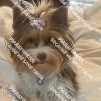 Dianayorkiespuppy202