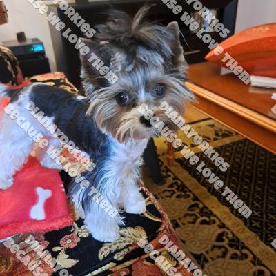 Dianayorkiespuppy203