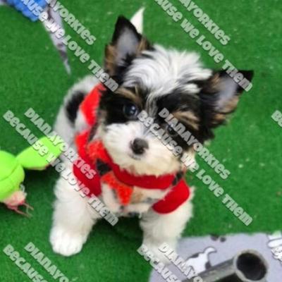 Dianayorkiespuppy205