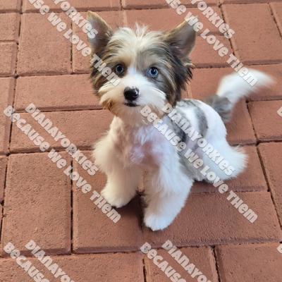 Dianayorkiespuppy207