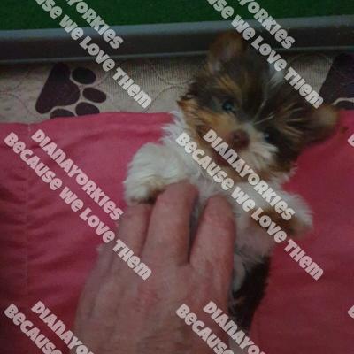 Dianayorkiespuppy208