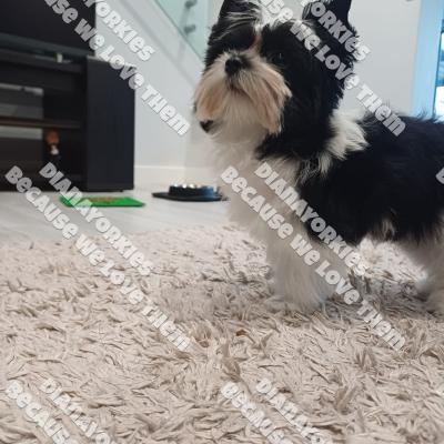 Dianayorkiespuppy210