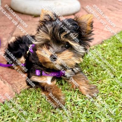 Dianayorkiespuppy212