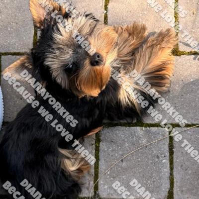 Dianayorkiespuppy213