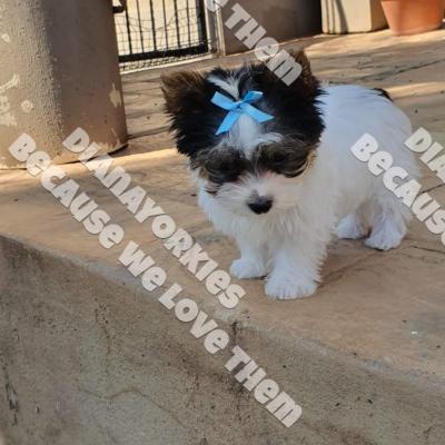 Dianayorkiespuppy215