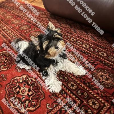 Dianayorkiespuppy216