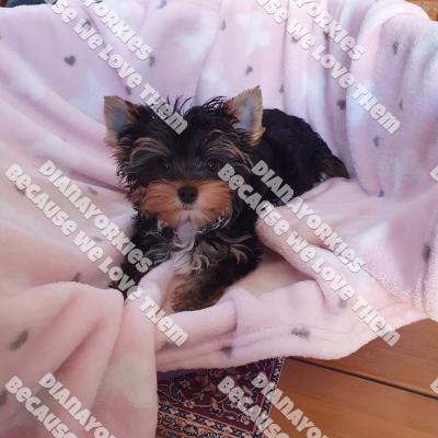 Dianayorkiespuppy219