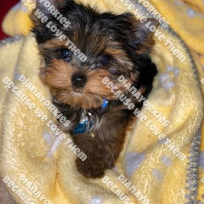 Dianayorkiespuppy226