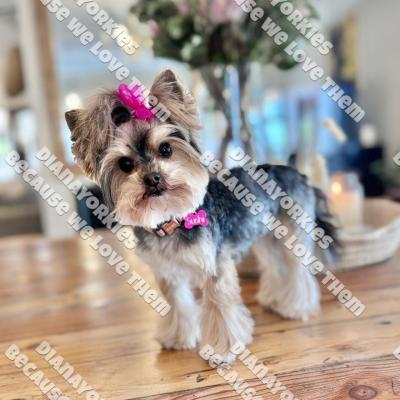 Dianayorkiespuppy227